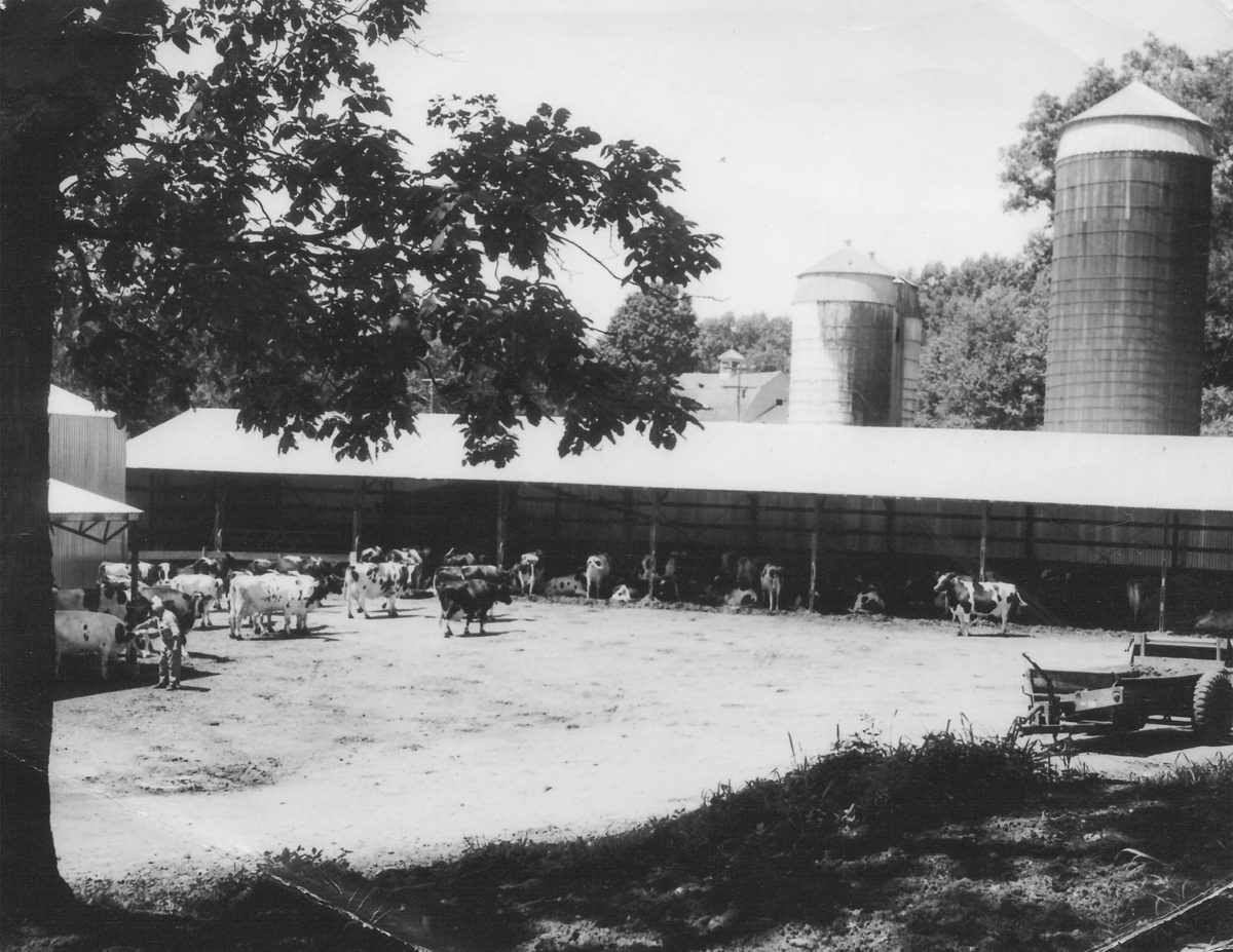 photo of cows, silo's and barn