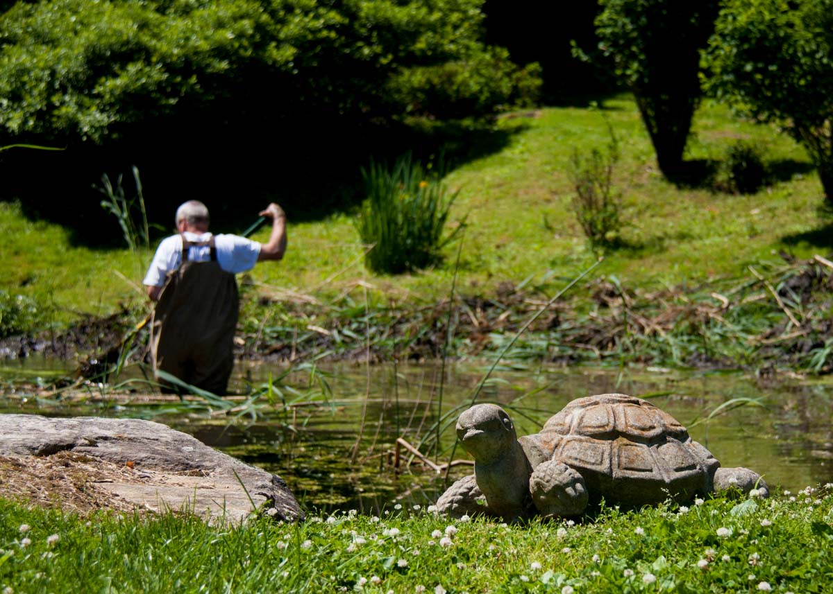 man in waders raking out weeds from pond