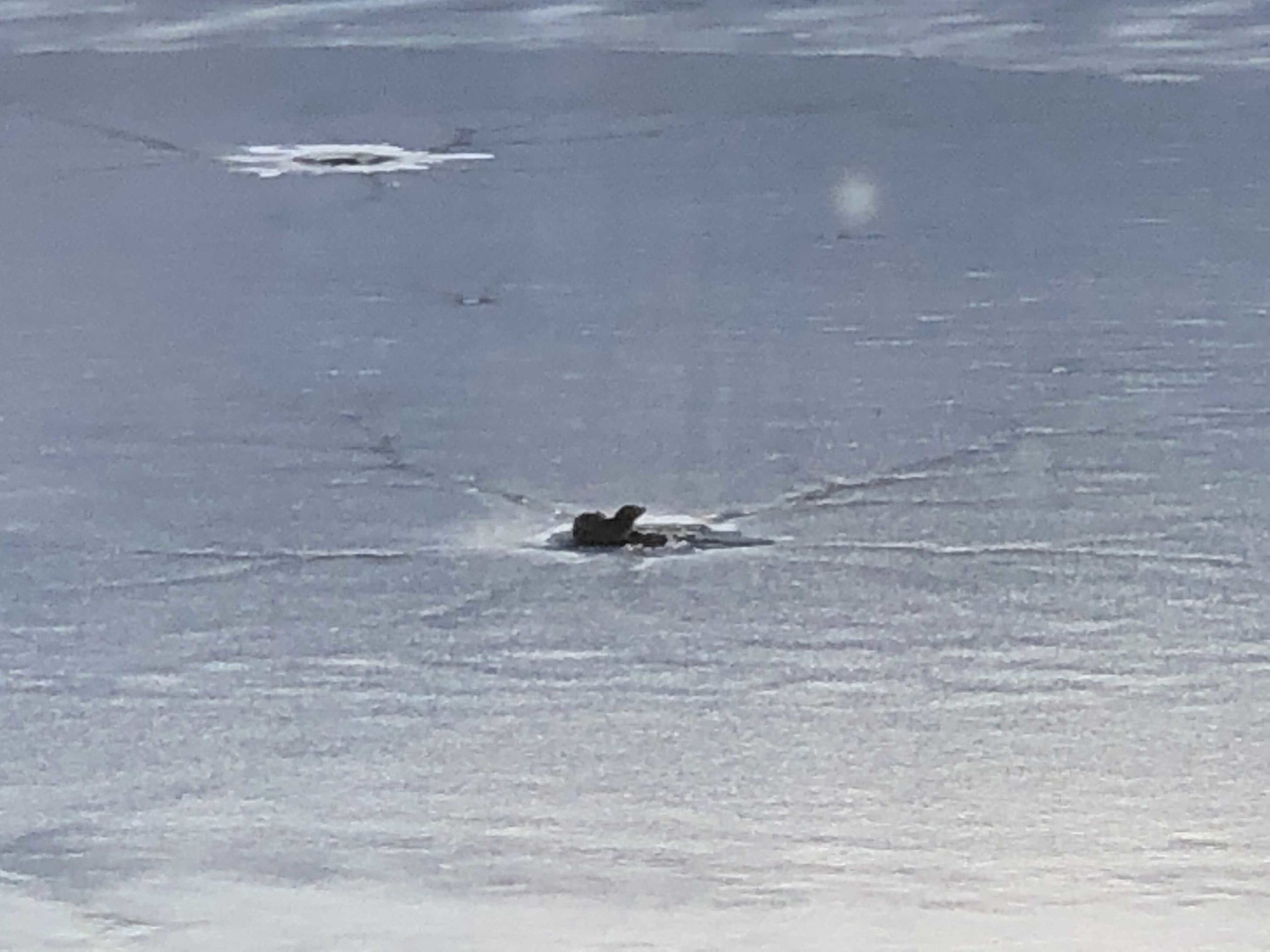 river-otter-peeking-through-the-ice-on-tarrywile-lake