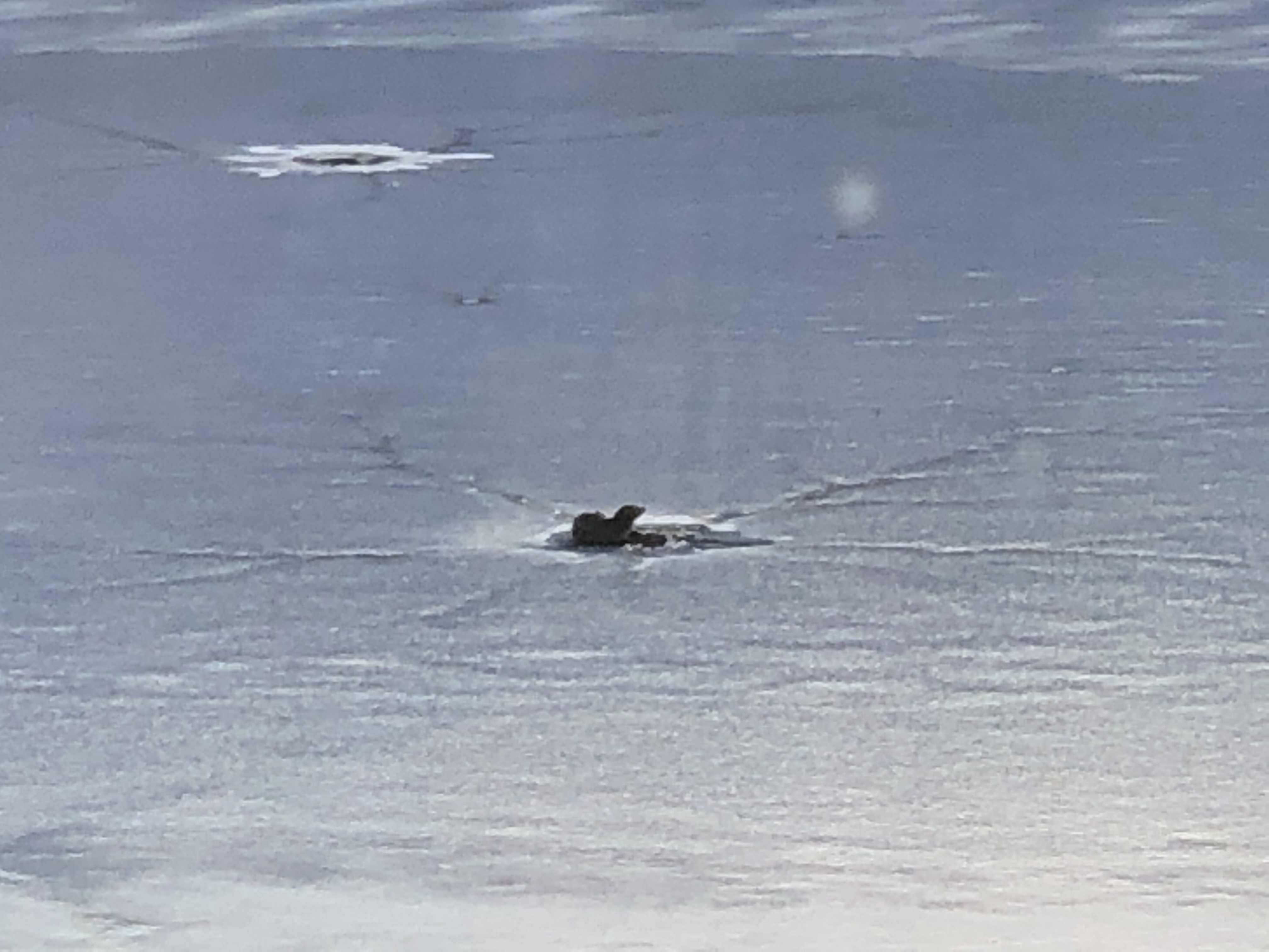 river-otter-peeking-through-the-ice-on-tarrywile-lake